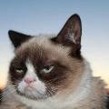 Знаменитый Сердитый кот первым из мемов выиграл суд о нарушении авторских прав 