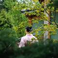 Фестиваль любования сакурой открылся в Ботаническом саду Санкт-Петербурга   